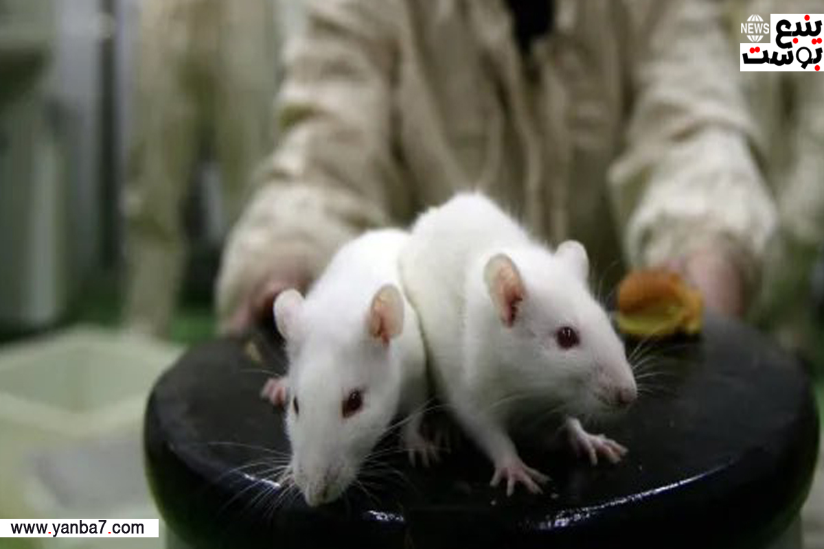 هروب فأر يحمل فيروسات قاتلة من معمل تجارب في الصين!