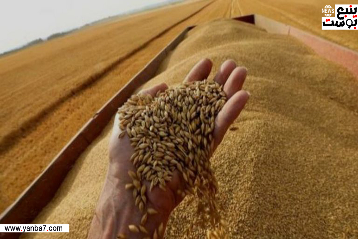 مصر تعزز إمدادات القمح المحلية